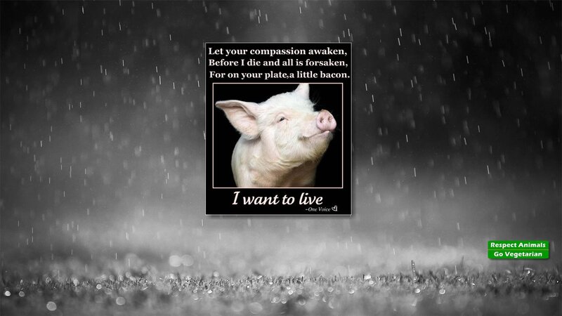 Pig in a Poster