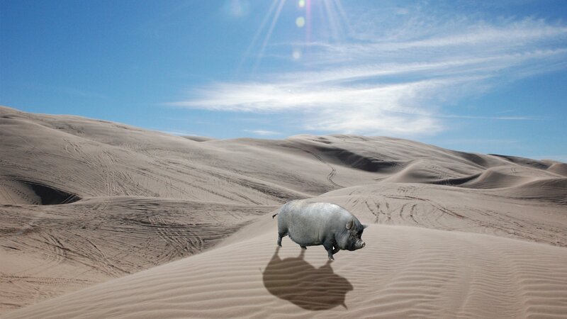 Pig in Desert