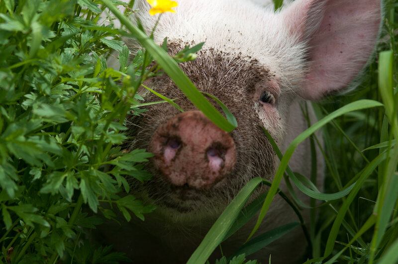Pig in Grass