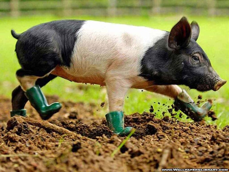 pig in green boots running