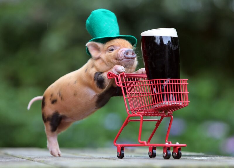 pig in green hat with beer