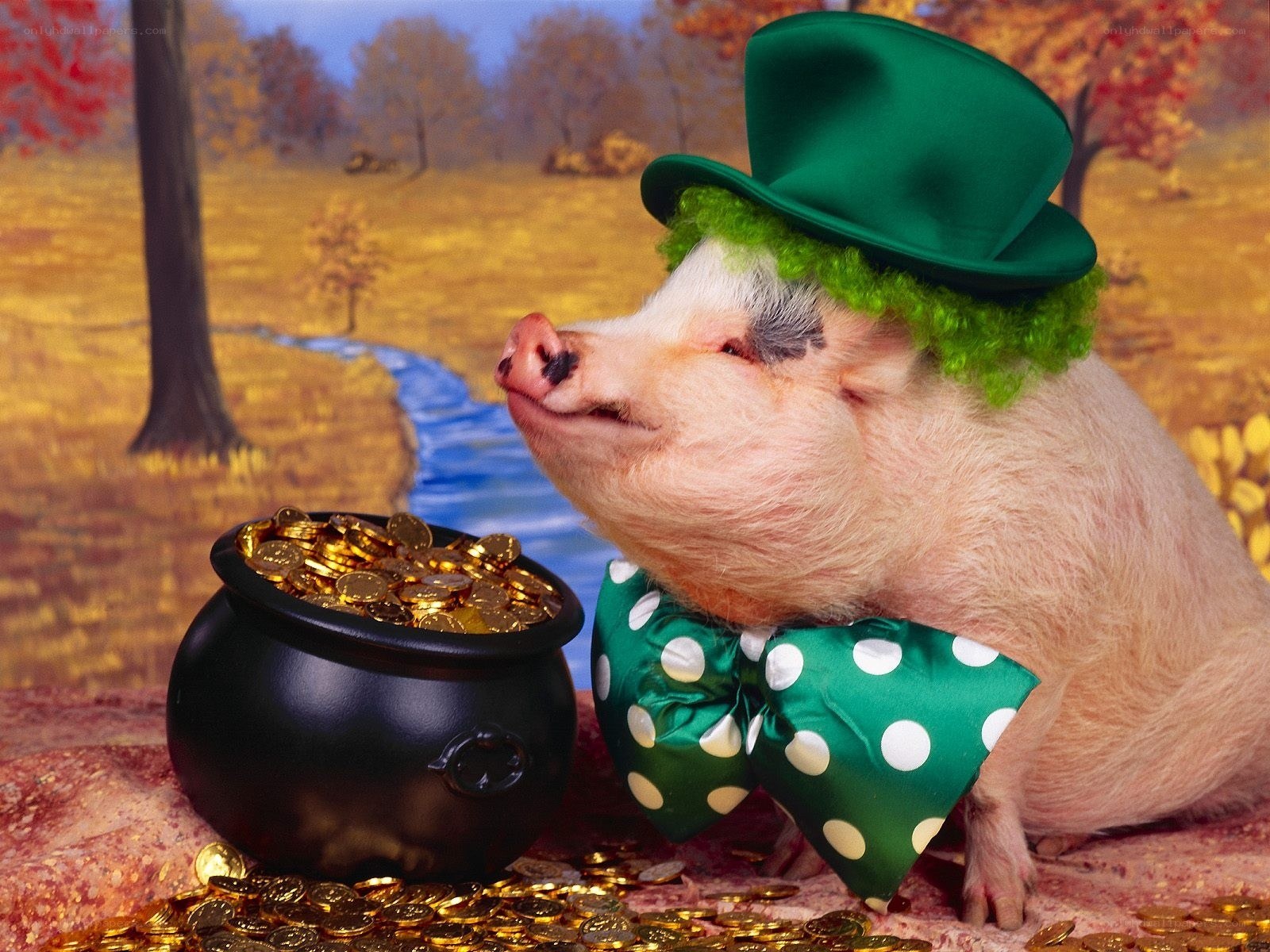 Pig in leprechaun costume