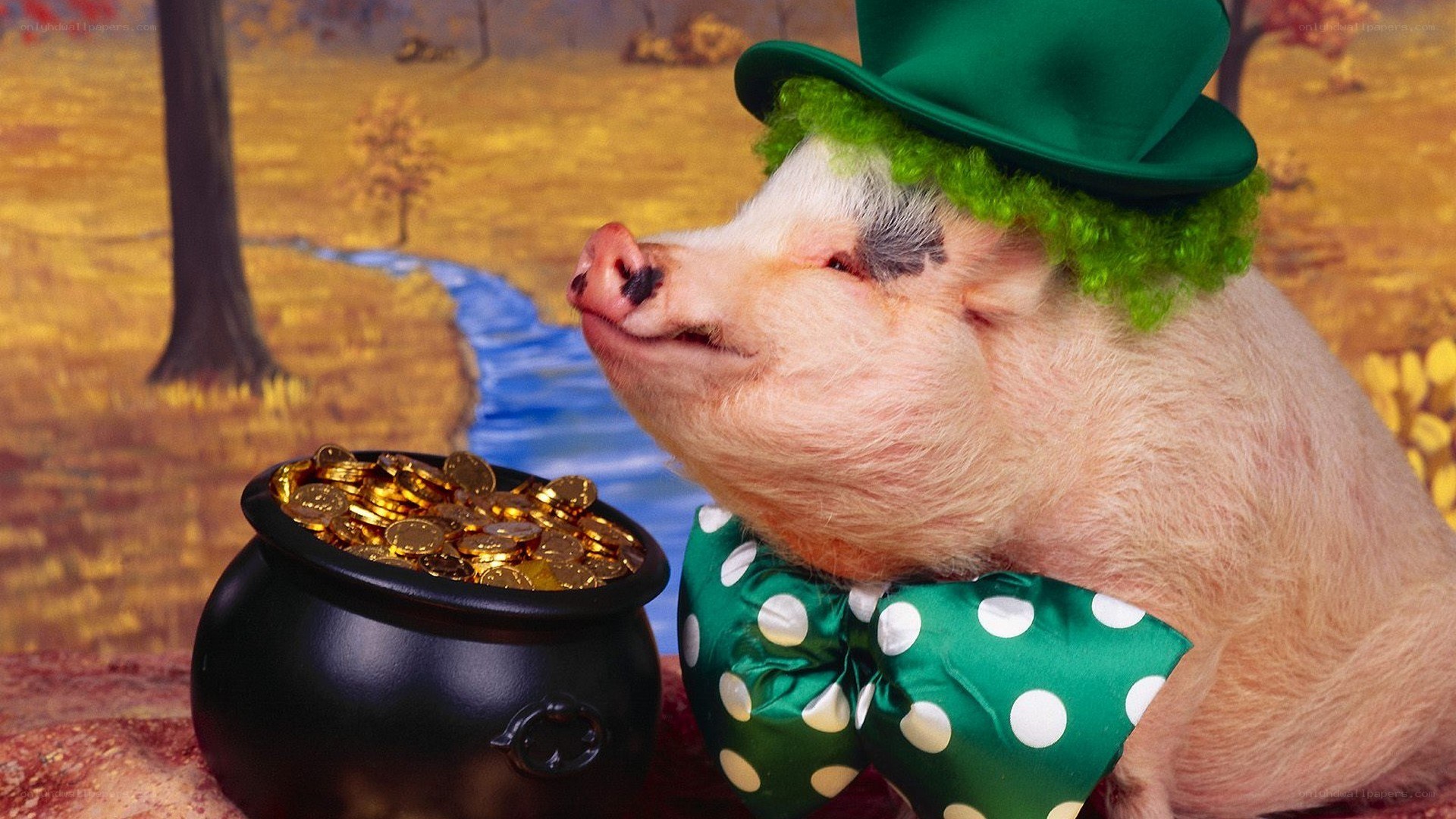 Pig in leprechaun costume