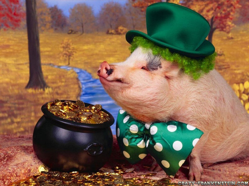 Pig in leprechaun hat