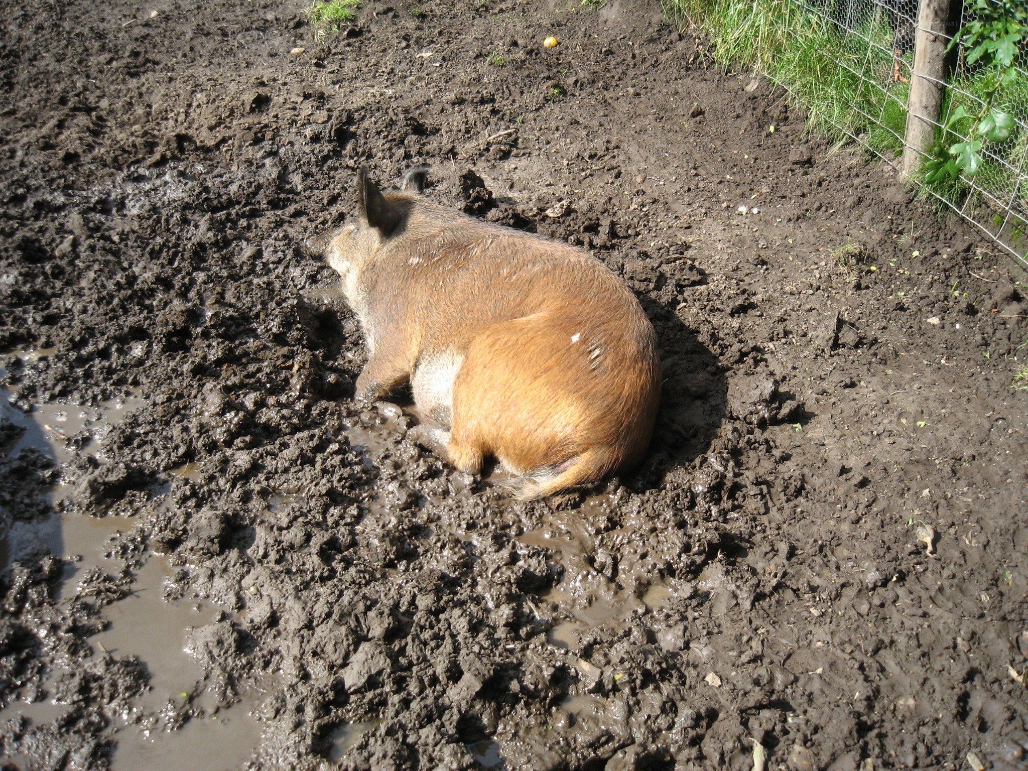 pig in muddy enclosure