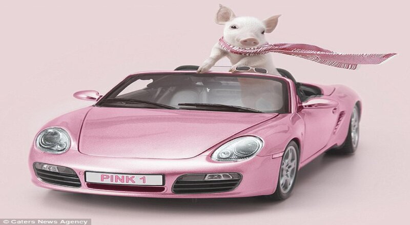 Pig in Pink Car