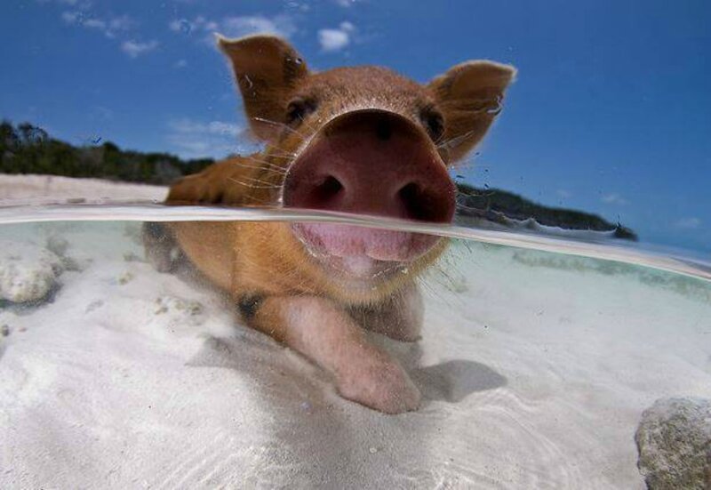 Pig in Shallow Water