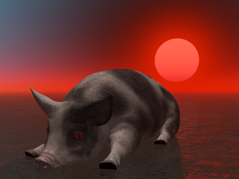 Pig in Water