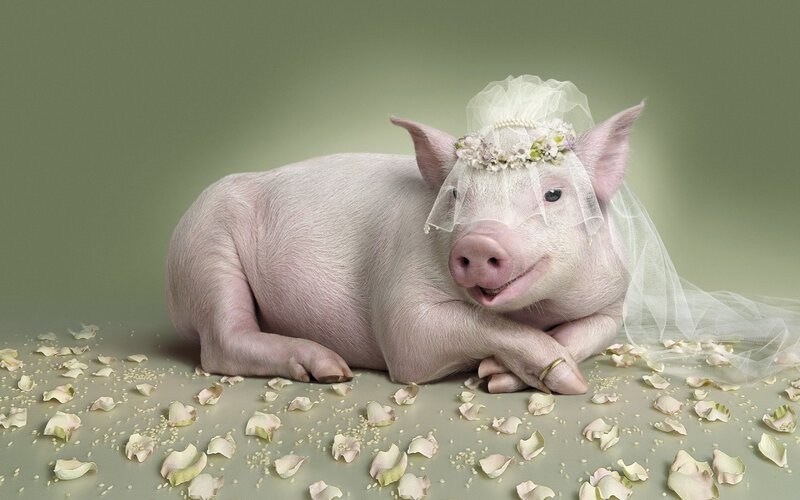 Pig in Wedding Veil — Green