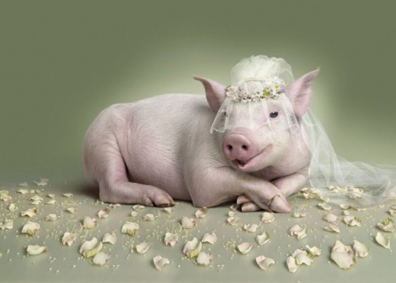 Pig in Wedding Veil
