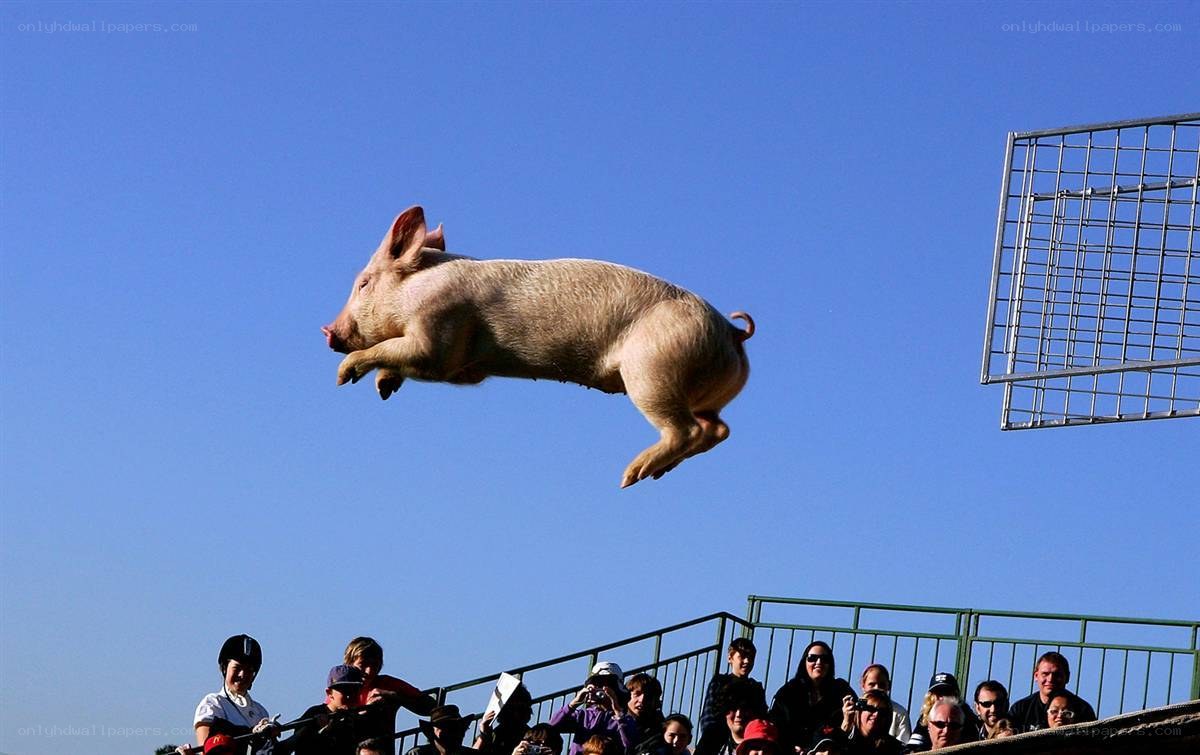 Pig jumping in the air
