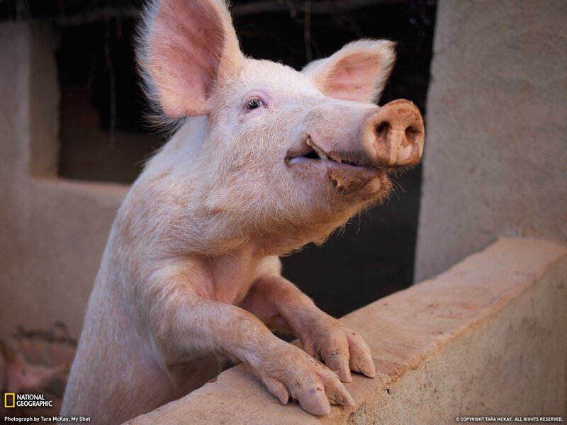 Pig leaning on a wall