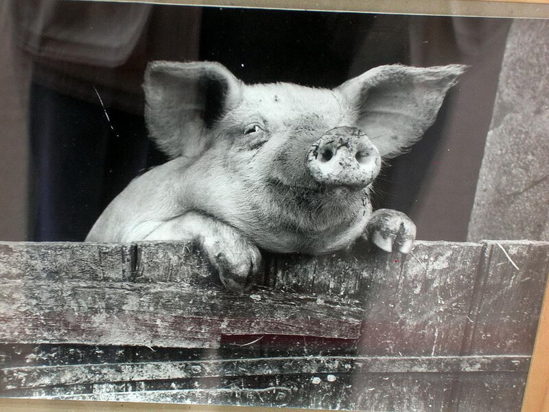 Pig Leaning on Fence