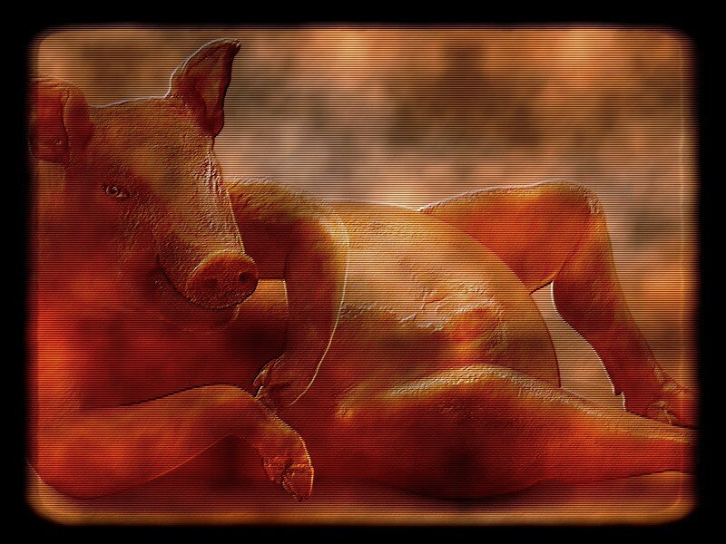 Pig Lying Down