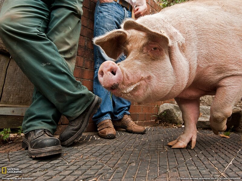 Pig near people on pavement