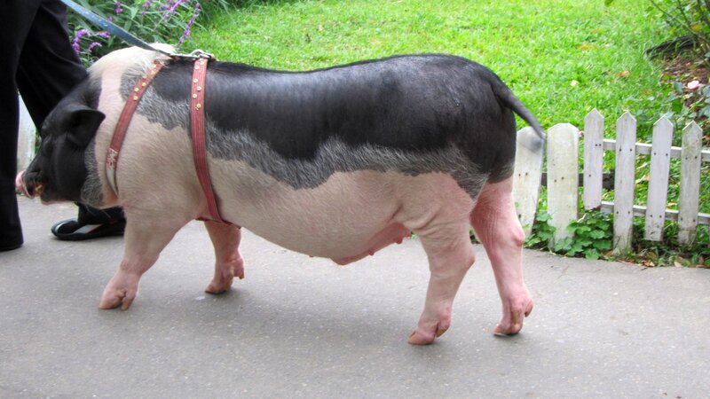 Pig on a Leash