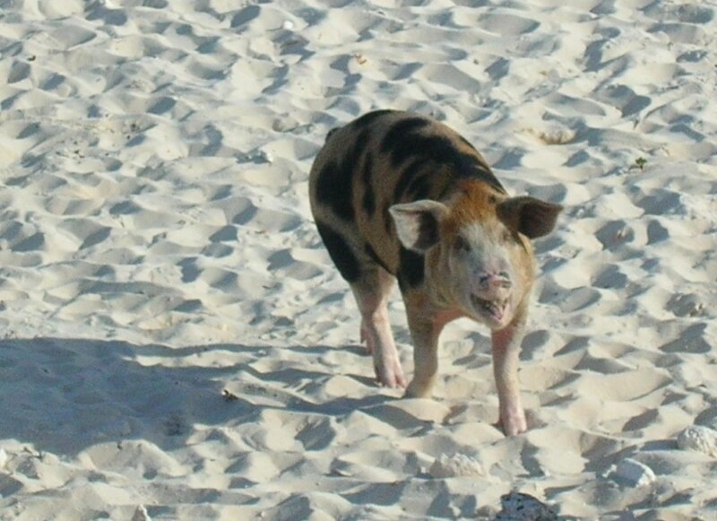 pig on a sandy beach