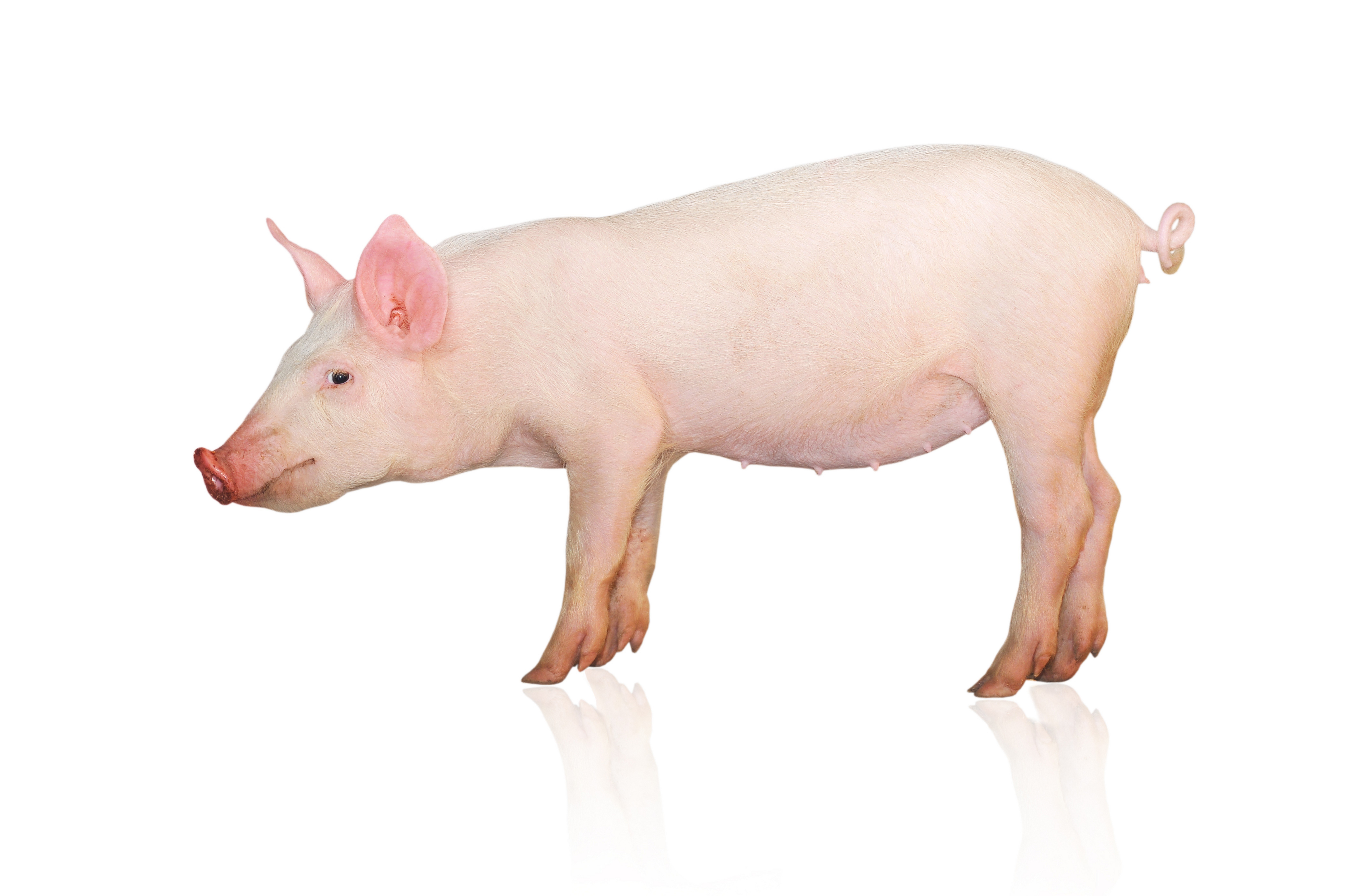 pig on white background