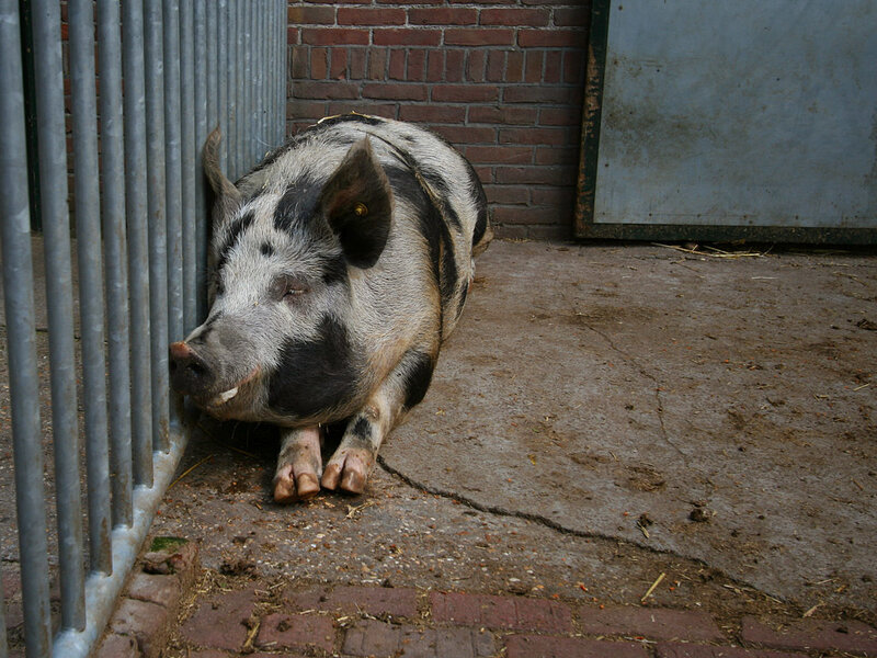 pig resting in a pen