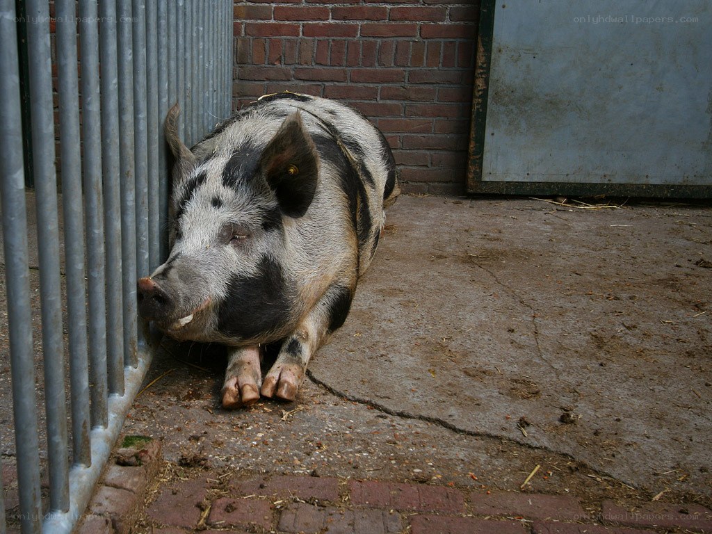 pig resting in a pen