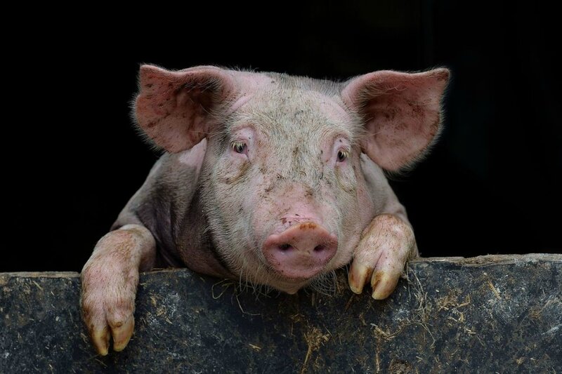 Pig Resting on Barrier