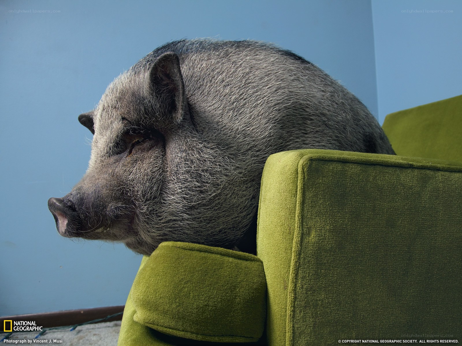 pig resting on green couch