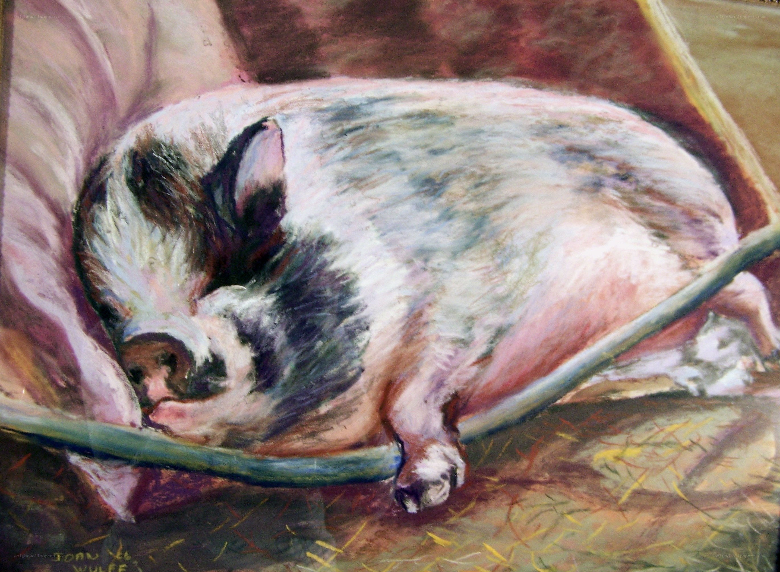Pig sleeping in a basket