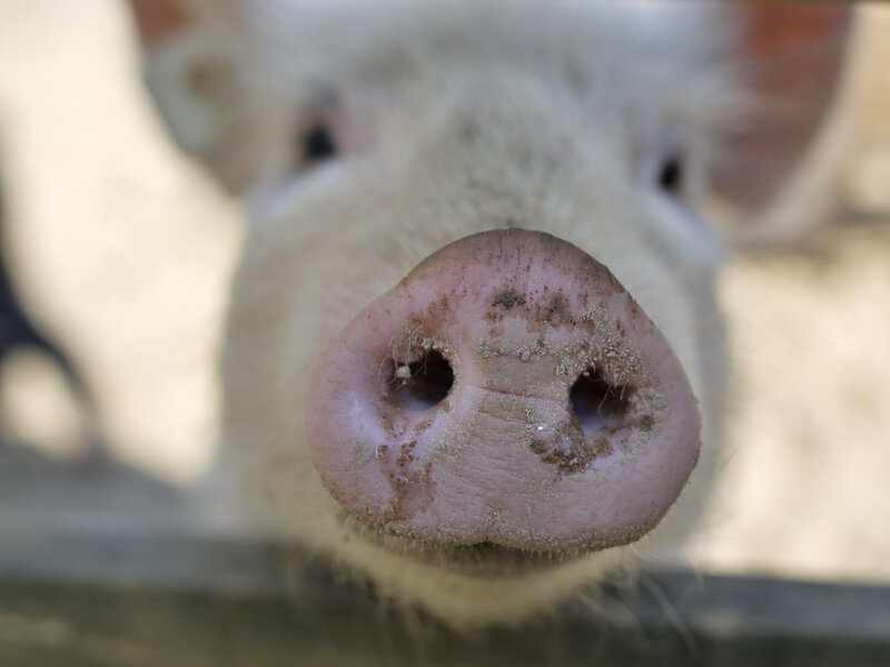 Pig Snout Close-up