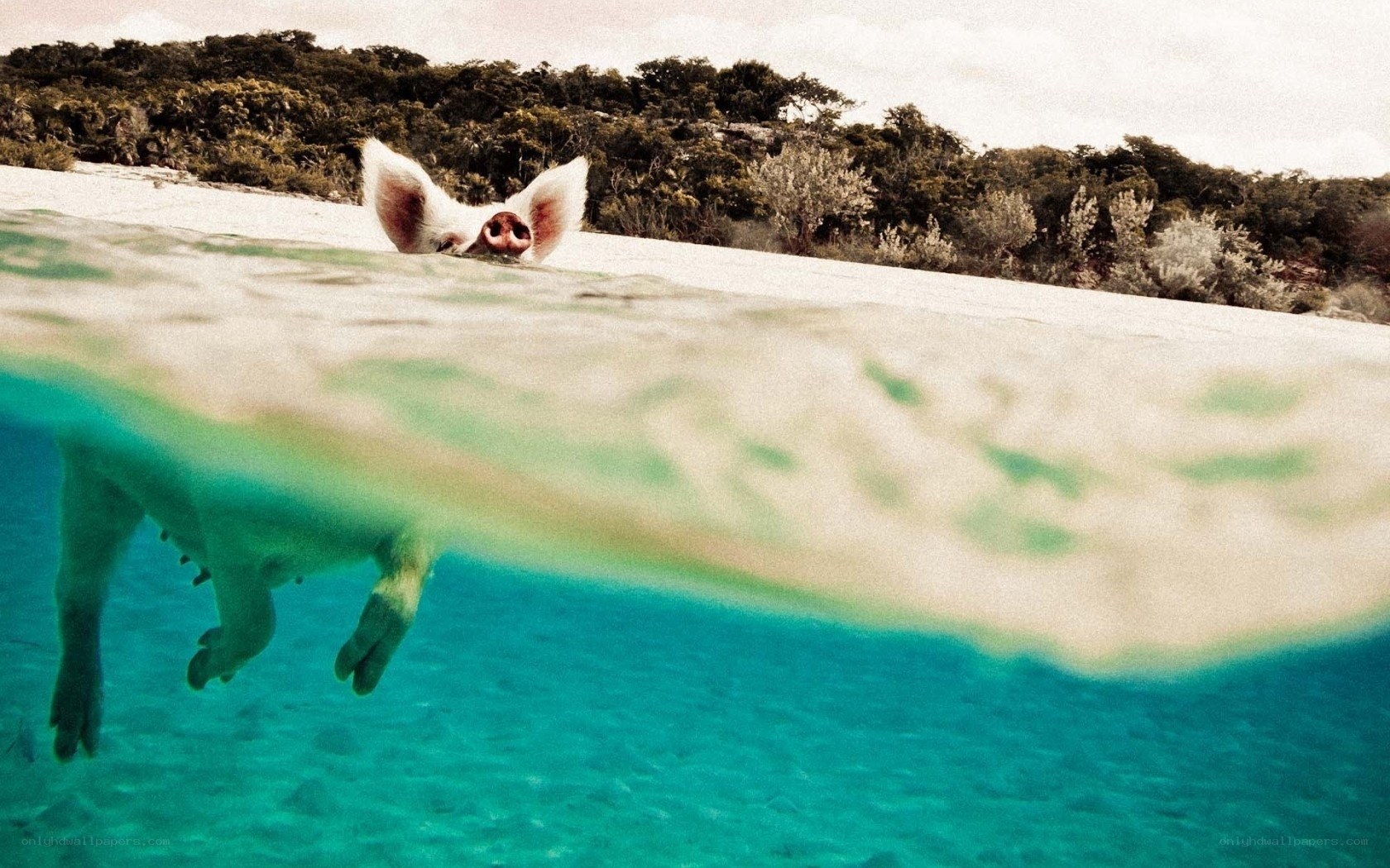 pig swimming in clear water