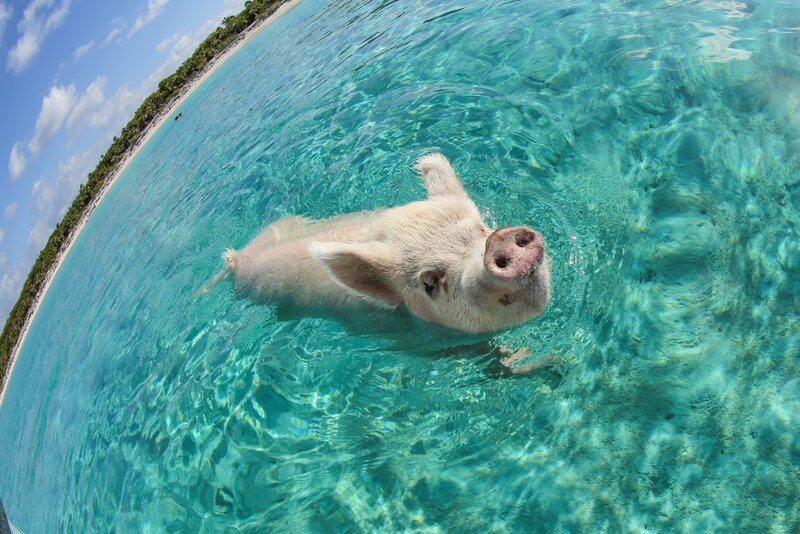 Pig Swimming in Water — Blue