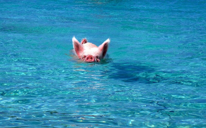 Pig Swimming in Water