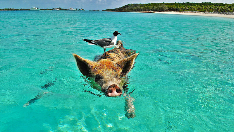 Pig Swimming in Water — Turquoise