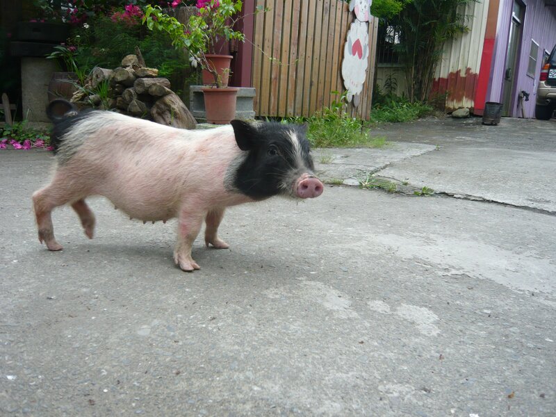 pig walking on pavement