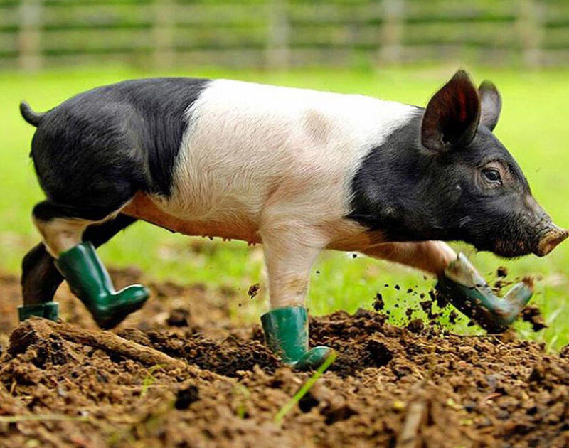Pig Wearing Boots — Black