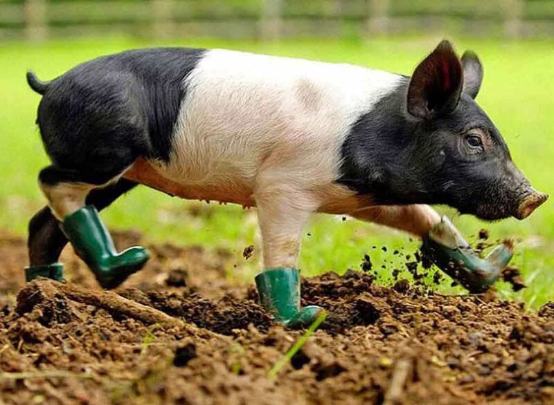 Pig Wearing Boots