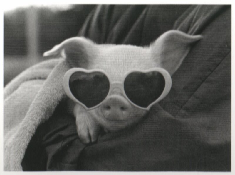 pig wearing heart sunglasses