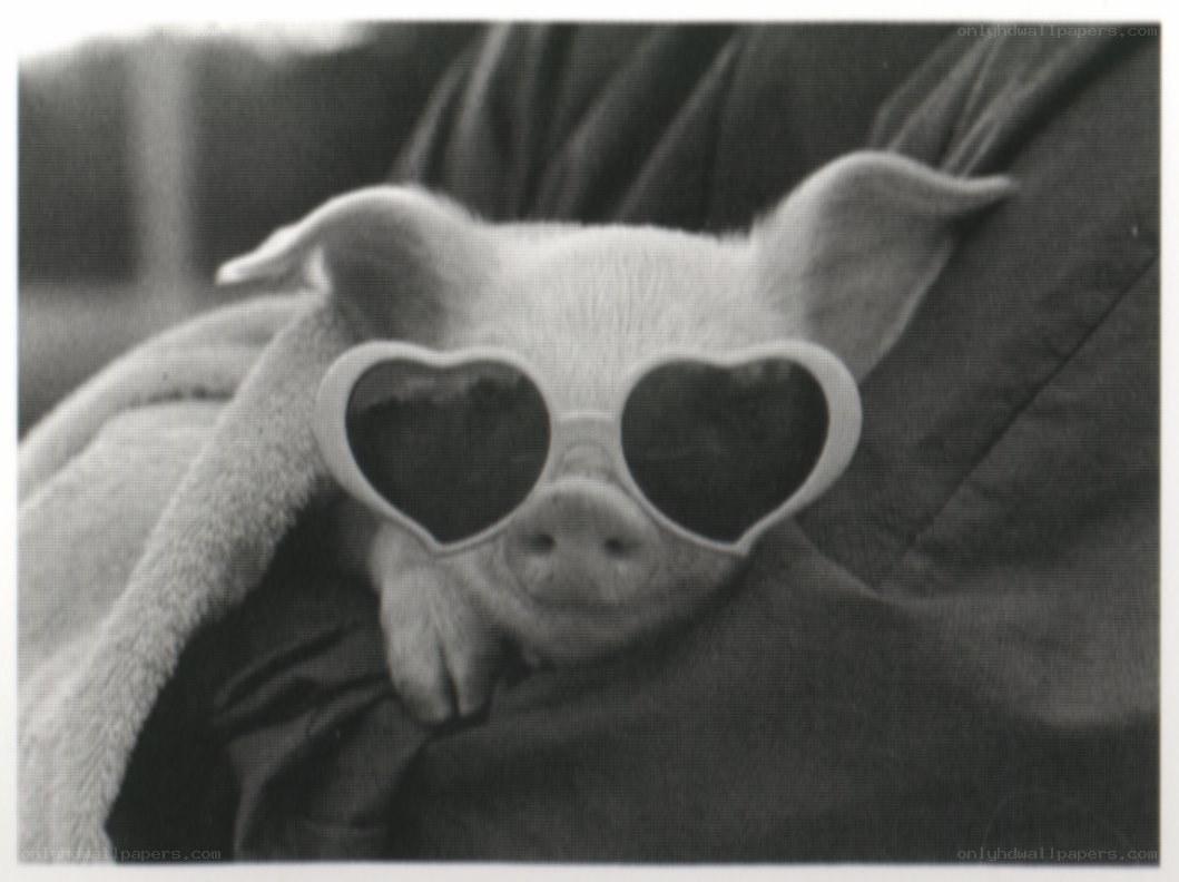 pig wearing heart sunglasses