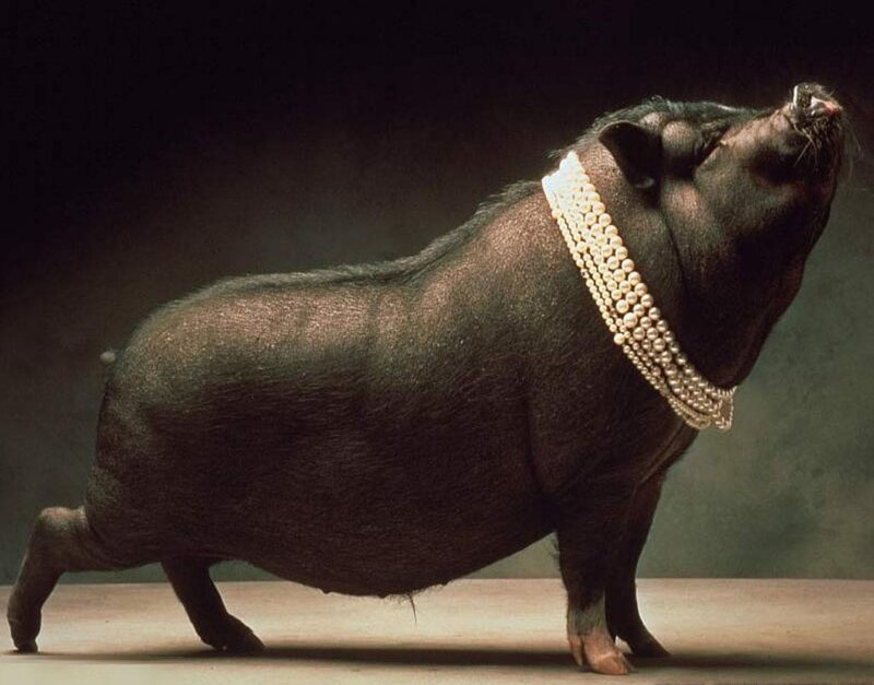 pig wearing pearl necklace