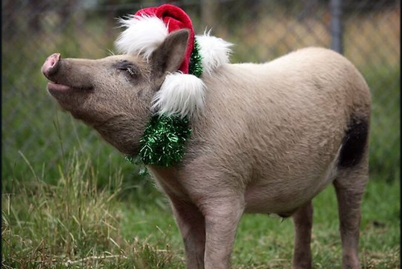 Pig Wearing Santa Hat — Green