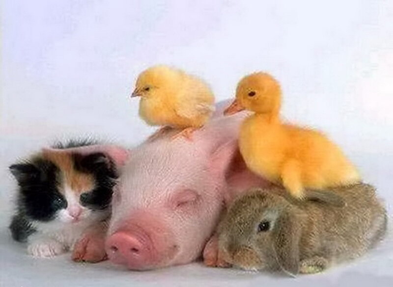 Pig with Baby Animals