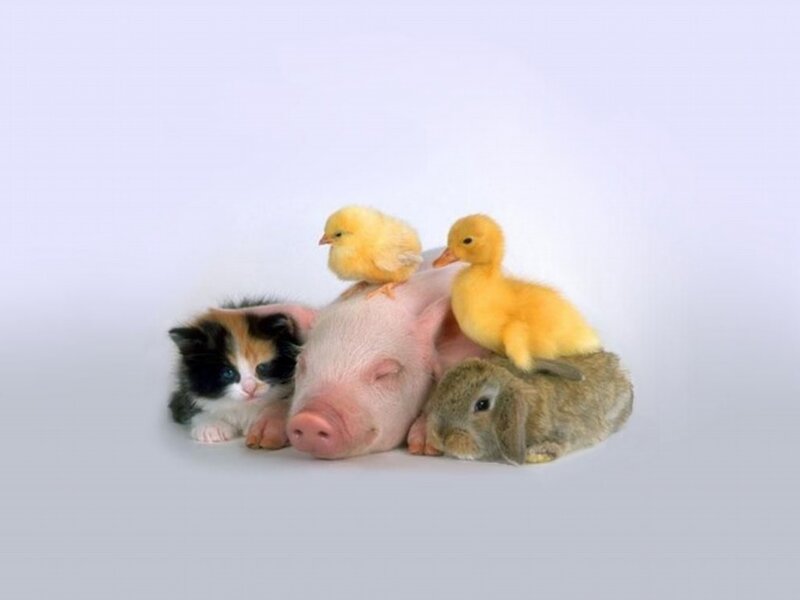 Pig with Baby Animals — White, Peaceful