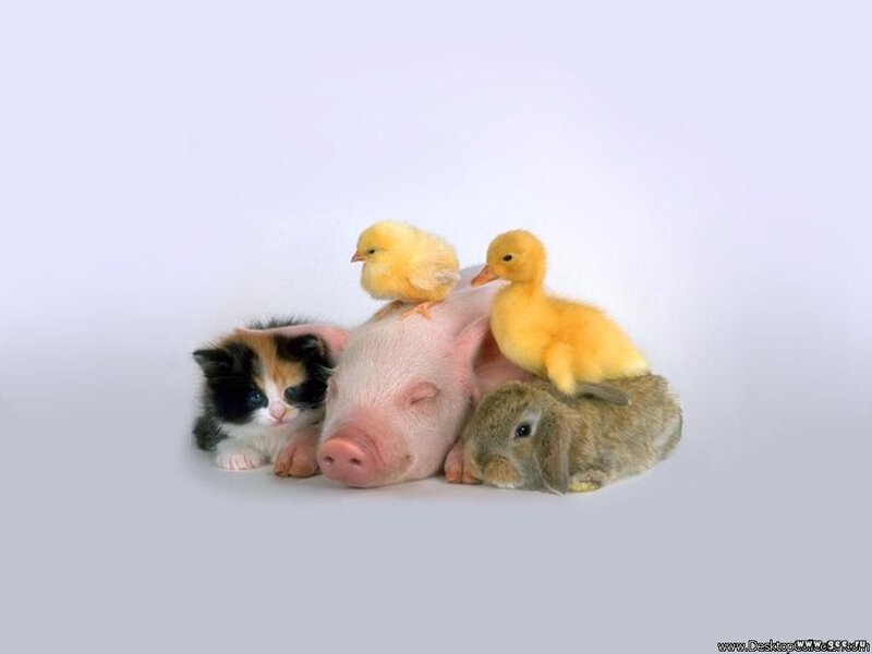 Pig with Baby Animals — White