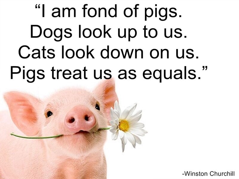Pig with Daisy