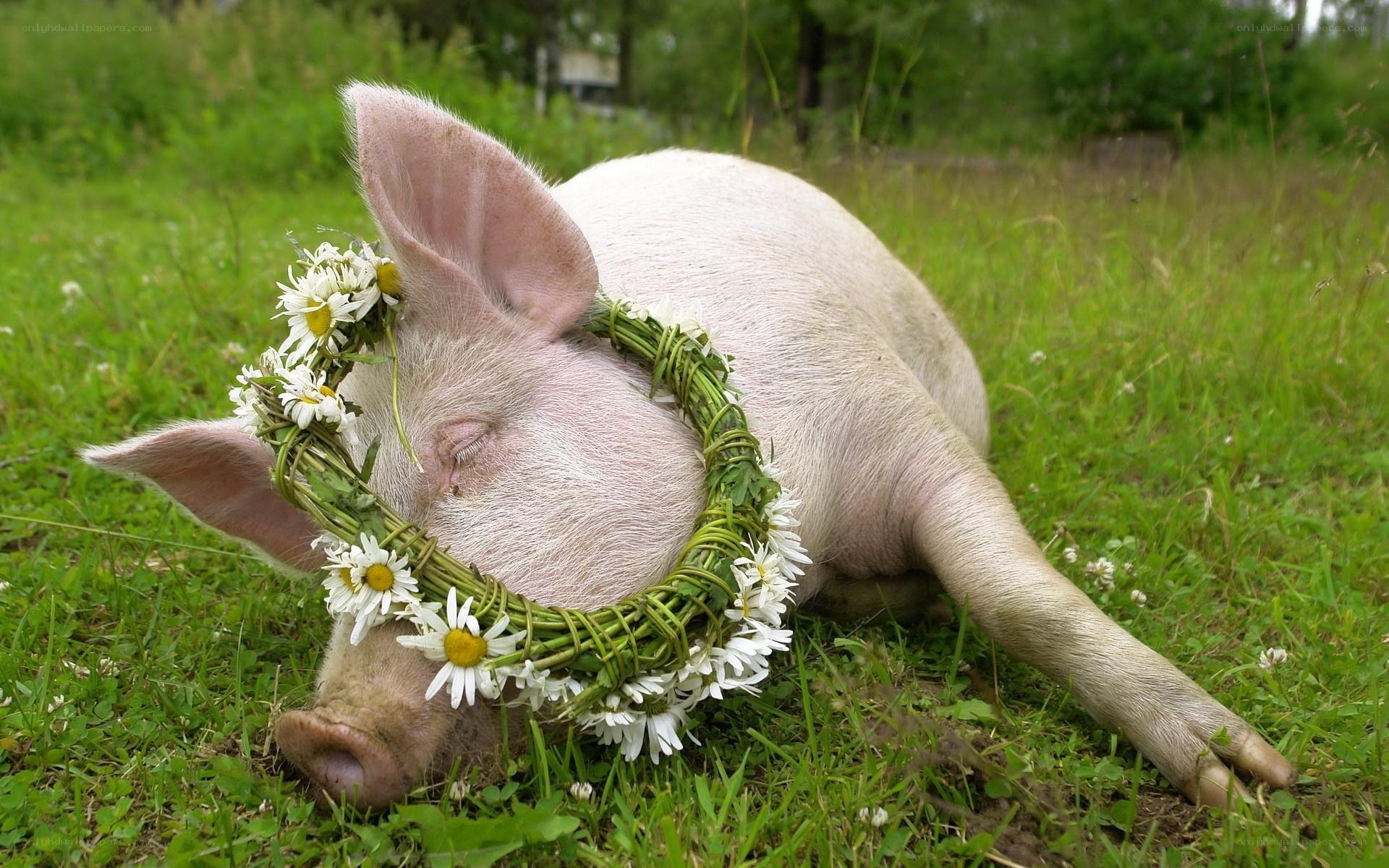 Pig with flower crown