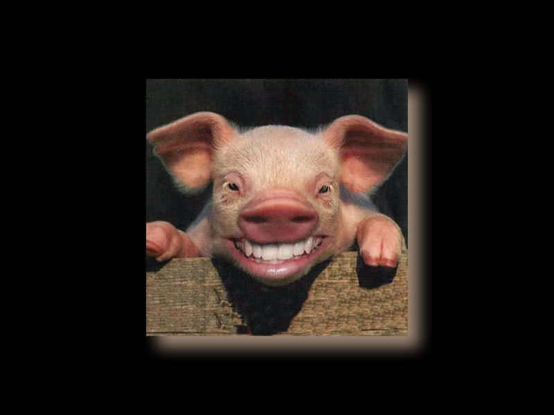 Pig with Human Teeth