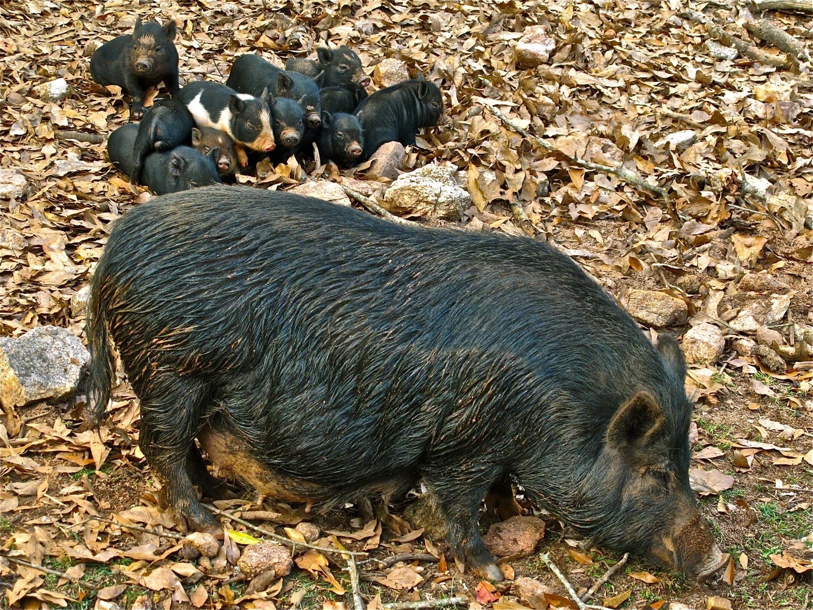 Pig with piglets in leaves