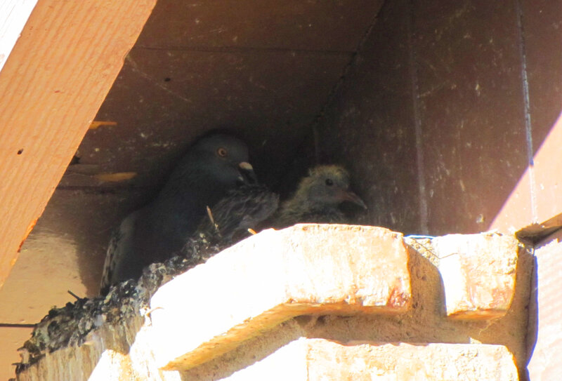 Pigeon and Chick in Nest