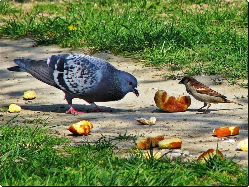Pigeon and sparrow eating fruit