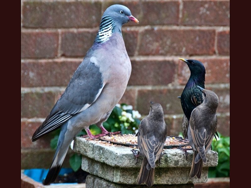 Pigeon and starlings at a feeder