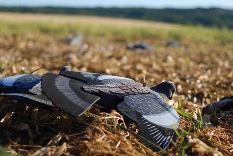 Pigeon Decoys on Ground